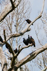 A group of vultures perches on the twisted branches of a dead tree in a Florida wetland