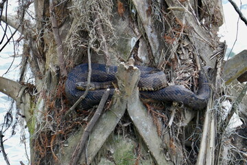 A brown water snake coiled at the base of a tree in a Florida wetland