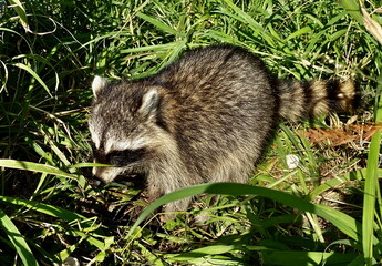 A raccoon explores the wetland forest floor at Circle B Bar Reserve, Florida
