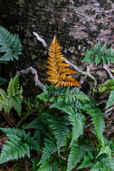 Fern leaves under the tree