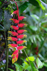 The red-gold inflorescence of hanging lobster claw
