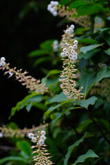 Flowers and leaves of Clethra