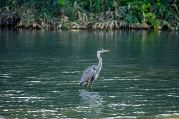 水辺のアオサギ