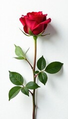 Fototapeta premium Red rose stems and leaves against a crisp white background, texture, color, flower