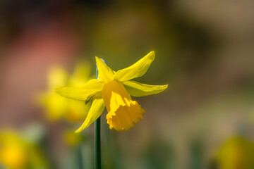 Closeup of flower of Narcissus 'February Gold' in a garden in early spring