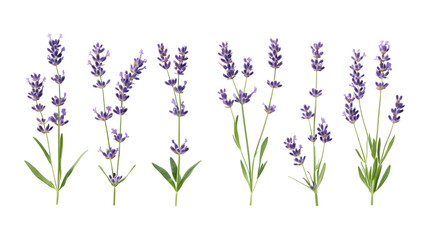 Naklejka premium Pack Lavender Set Against Transparent Background for Floral Branding, Aromatherapy Promotion, or Botanical Design Projects