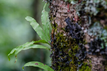Ferns growing on trees