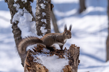 北海道、リス、エゾリス、栗鼠、野生動物、げっ歯類、動物、自然、小動物、哺乳類、かわいい、野生、りす、