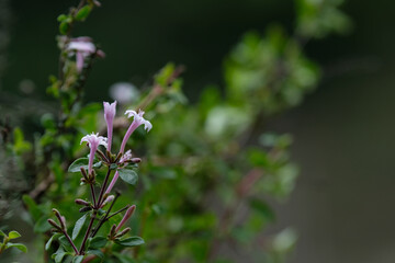 Purple Leptodermis in the wild