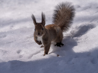 北海道、リス、エゾリス、栗鼠、野生動物、げっ歯類、動物、自然、小動物、哺乳類、かわいい、野生、りす、