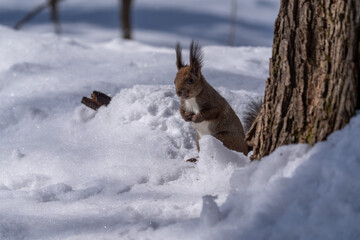 北海道、リス、エゾリス、栗鼠、野生動物、げっ歯類、動物、自然、小動物、哺乳類、かわいい、野生、りす、