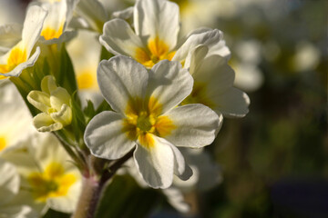 Obraz premium Closeup of flowers Primula 'Oak Leaf White' in a garden in early spring