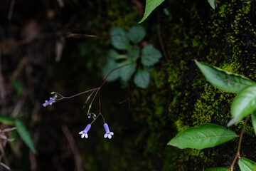 Purple Corallodiscus lanuginosus in the wild