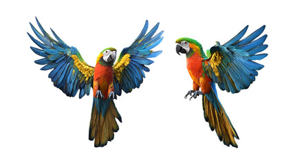 Obraz premium Two vibrant blue and gold Macaw parrots with outstretched wings ready for flight isolated on a clean transparent background for design elements.