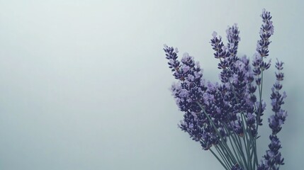 A lavender bouquet on a white background