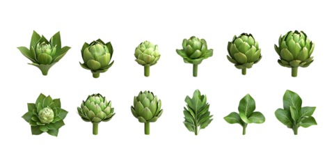 Assorted green artichoke buds and fresh leaves illustrate vegetable stages for healthy eating guides or organic farming concepts isolated on
