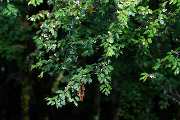 Sorbus pinnate leaves and white berries