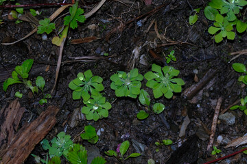 Circaeaster agrestis with dew in the wild