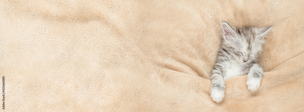 Aufkleber cozy maine coon kitten sleeps under warm blanket on a bed at home. top down view. empty space for te
