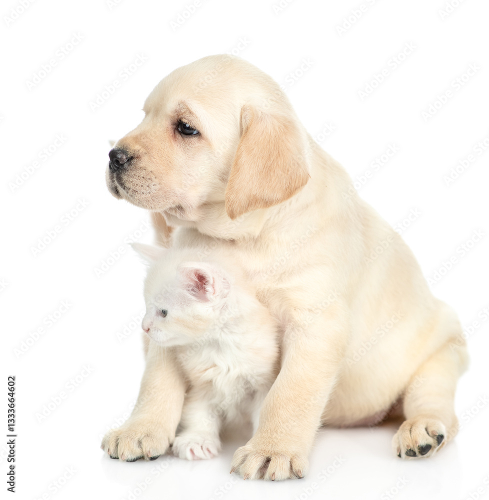 Aufkleber friendly golden retriever puppy hugs a tiny maine coon kitten. pets sit in side view and look away. 