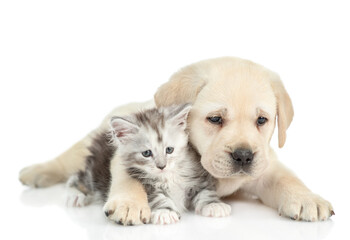 Playful Golden retriever puppy hugs a tiny  maine coon kitten and looks at camera. isolated on white background