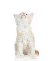 Cute maine coon kitten sitting and looking up. isolated on white background