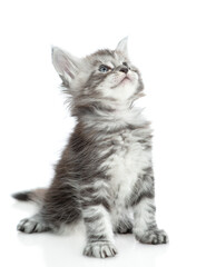 Tabby maine coon kitten sitting and looking away and up. isolated on white background