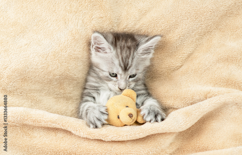Poster cozy maine coon kitten lying with favorite toy bear under warm plaid on a bed at home. top down view