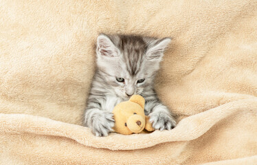 Cozy Maine coon kitten lying with favorite toy bear under warm plaid on a bed at home. Top down...