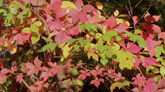 Close-up footage of Parthenocissus quinquefolia, or Virginia creeper, showcasing the five-leaf structure and its vibrant red fall foliage, filmed outdoors during autumn.