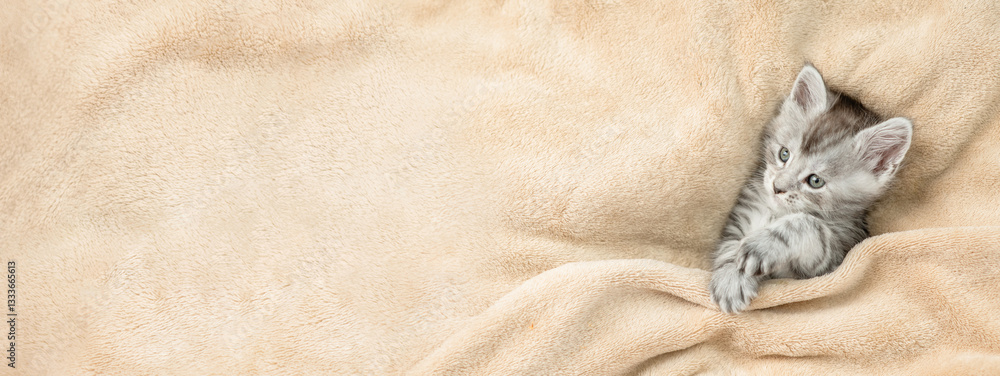 Poster Cozy Maine coon kitten lying under warm blanket on a bed at home and looking away on empty space. Top down view. Empty space for text