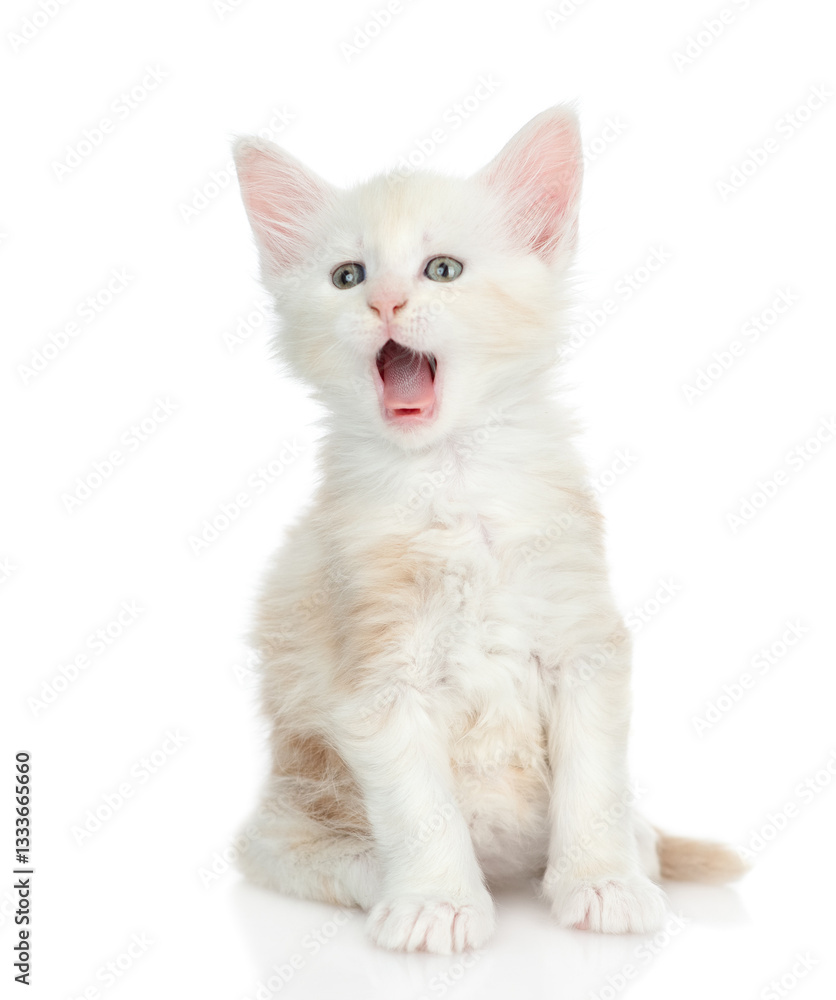 Poster Surprised or yawning maine coon cat looking up on empty space. Isolated on white background