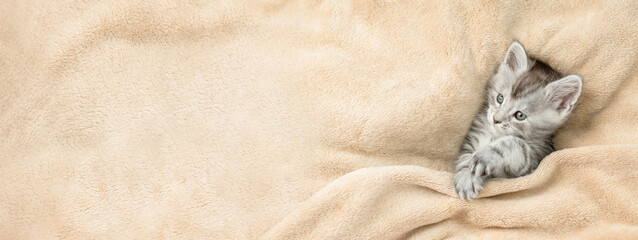 Cozy Maine coon kitten lying under warm blanket on a bed at home and looking away on empty space....