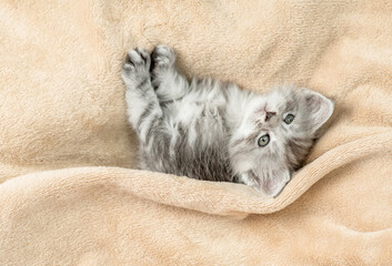 Playful Maine coon kitten lying under warm blanket on a bed at home. Top down view