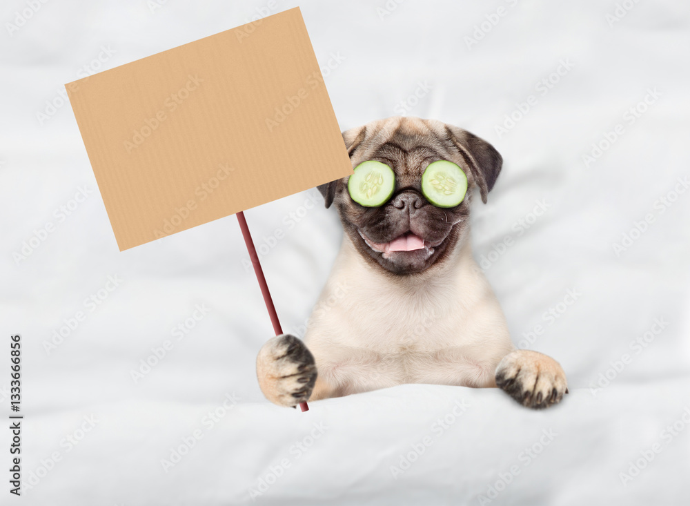Aufkleber Funny Pug puppy with pieces of cucumber on it eyes relaxing on the bed at home and showing empty list. Top down view. Empty space for text