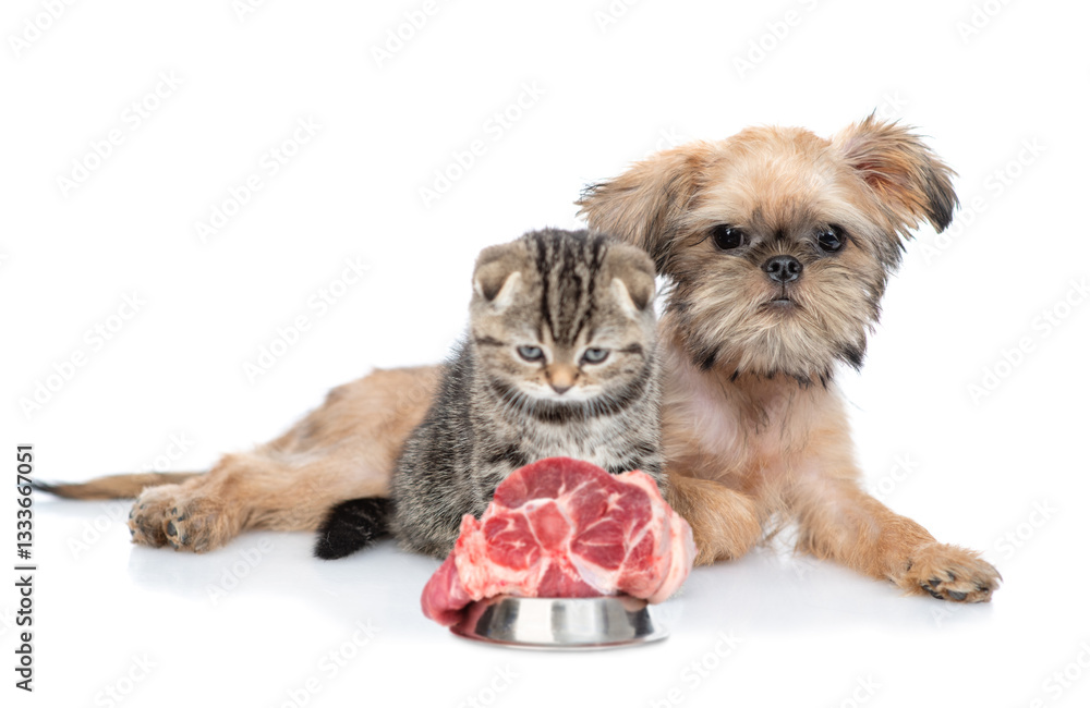 Aufkleber brussels griffon puppy and scottish fold kitten sit with bowl of meat. isolated on white background