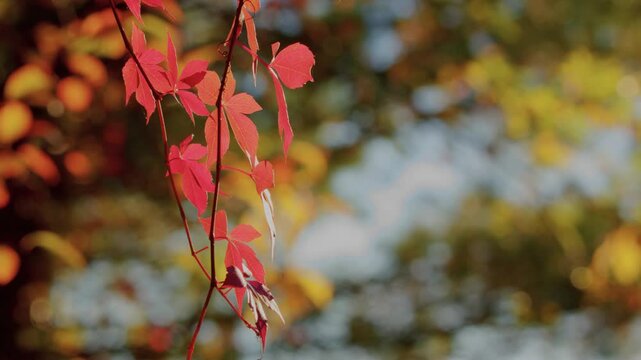 Close-up footage of Parthenocissus quinquefolia, also known as Virginia creeper, showing its vibrant red fall foliage and five-leaved structure, filmed in Jamaica Bay, Queens, NY during autumn.