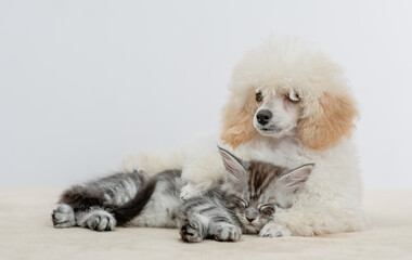 Friendly Poodle puppy lying with sleepy maine coon cat on a bed at home