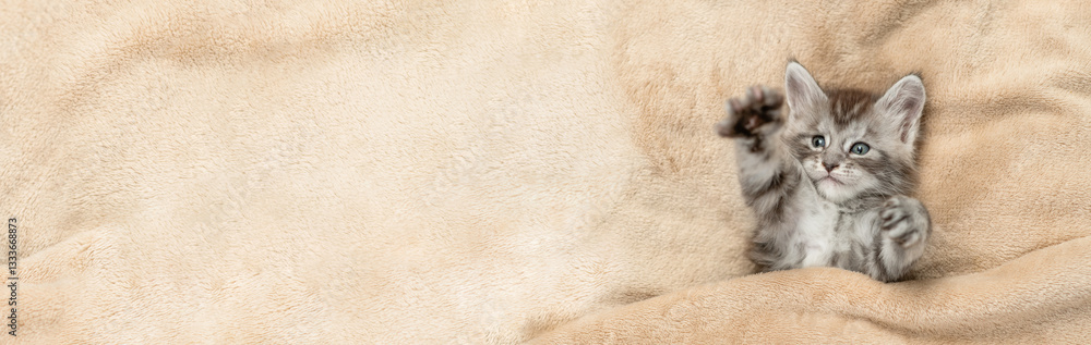Aufkleber playful maine coon kitten lying under warm blanket on a bed at home. top down view. empty space for 