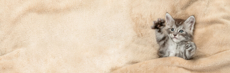 Playful Maine coon kitten lying under warm blanket on a bed at home. Top down view. Empty space for...