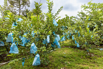 Guava tree with guava fruits wrapped in plastic bag to protect fruit from insects attacks