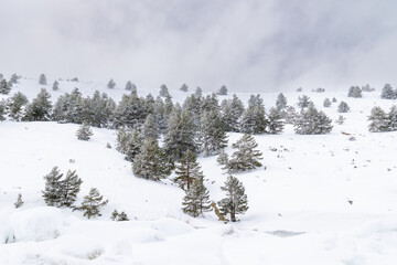 The surroundings of the Valdesqui ski resort in Madrid during the snowfall of March 2025.