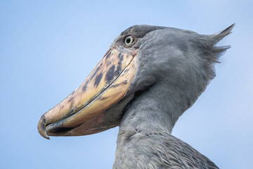 Shoebill - Balaeniceps rex, potrait of large rare unique bird with large bill, from African swamps...