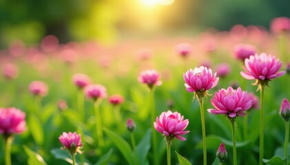 Obraz premium Field of pink clover flowers swaying in breeze, spring bloom, foliage, botanical