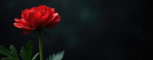 Red Ranunculus against a dark and moody background, black, botanical