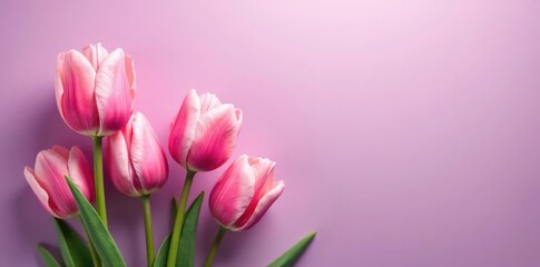 Fototapeta premium Soft pink tulips in gentle clusters on a soft purple gradient background, botanical, flowers, garden