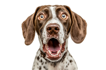 Isolated Amazed Dog with Startled Expression