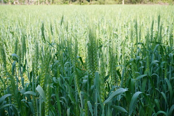 The seed heads of the wheat plants along with its long thin green leaves close up with a blurry...