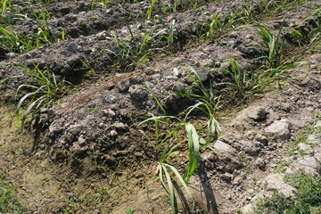The sugarcane plants are planted in rows in the agricultural field