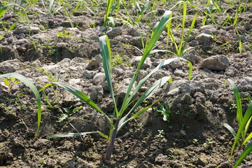 The young sugarcane plant in close up in the agricultural field